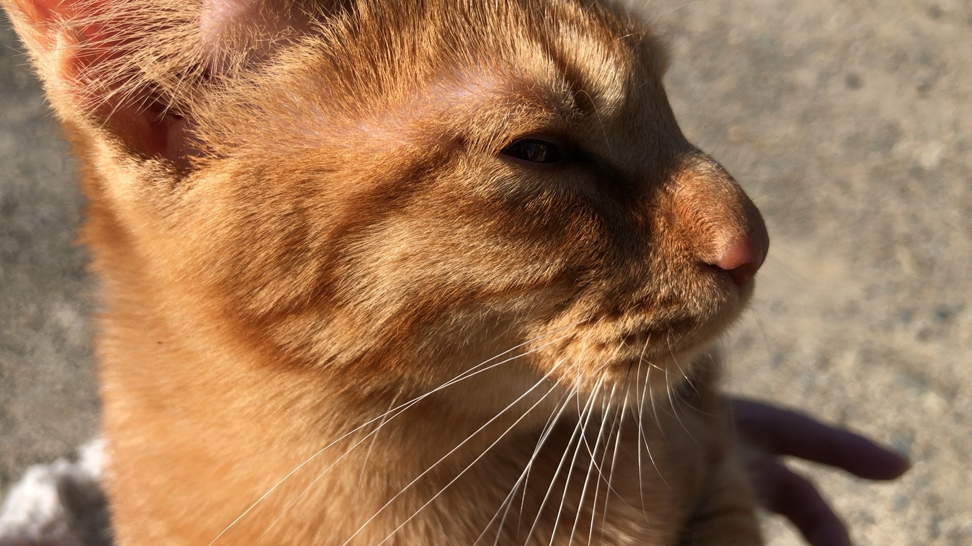 ねこのきもち 茶トラ猫の恋太郎と私 ホッケの塩焼き 一日一食貧乏日記