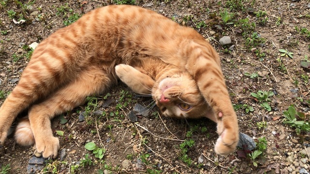 庭で編 ねこのきもち 茶トラ猫の恋太郎と私 一日一食貧乏日記