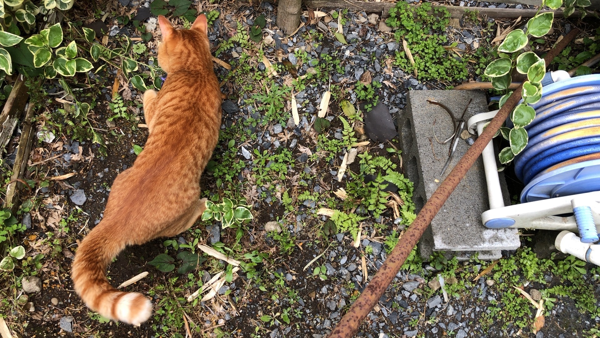 庭で遊ぶ編 ねこのきもち 茶トラ猫の恋太郎と私 一日一食貧乏日記