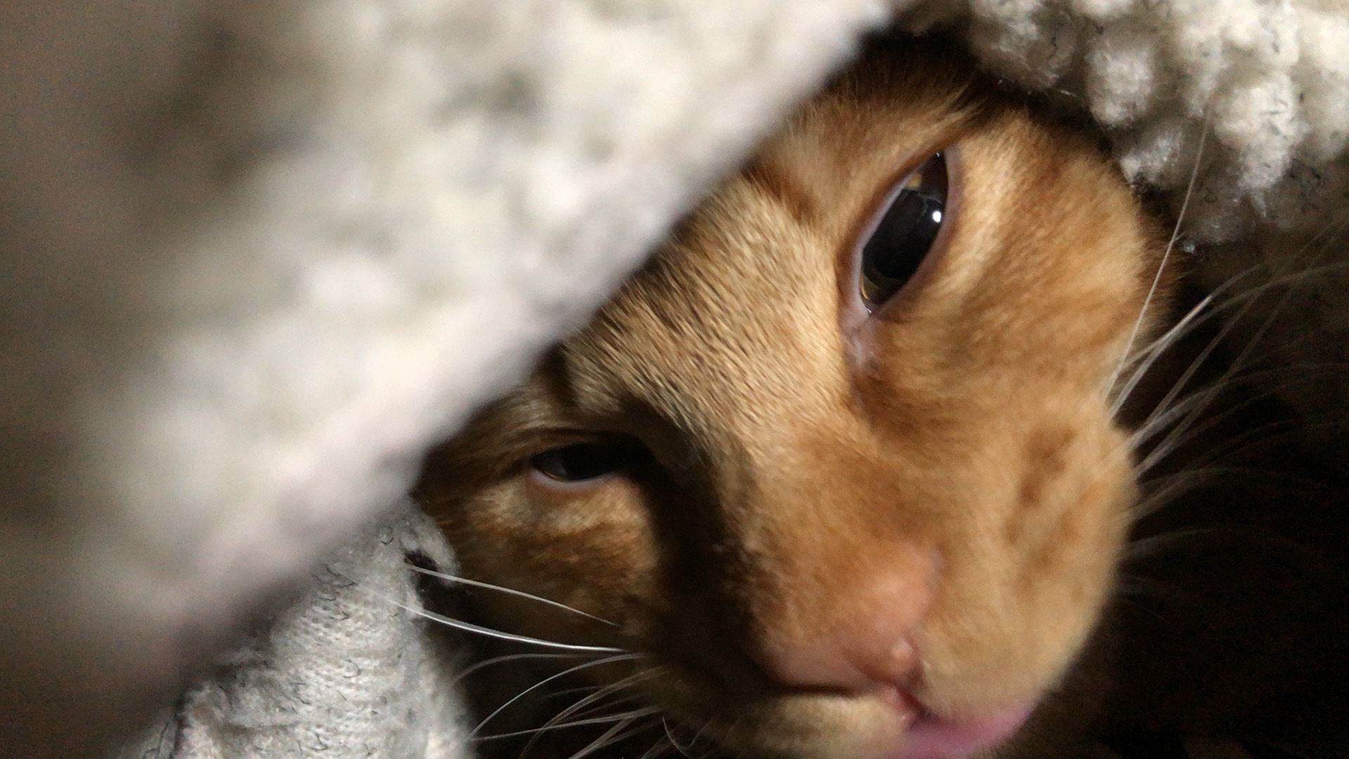 ねこのきもち 茶トラ猫の恋太郎と私 アナ雪生茶編 一日一食貧乏日記